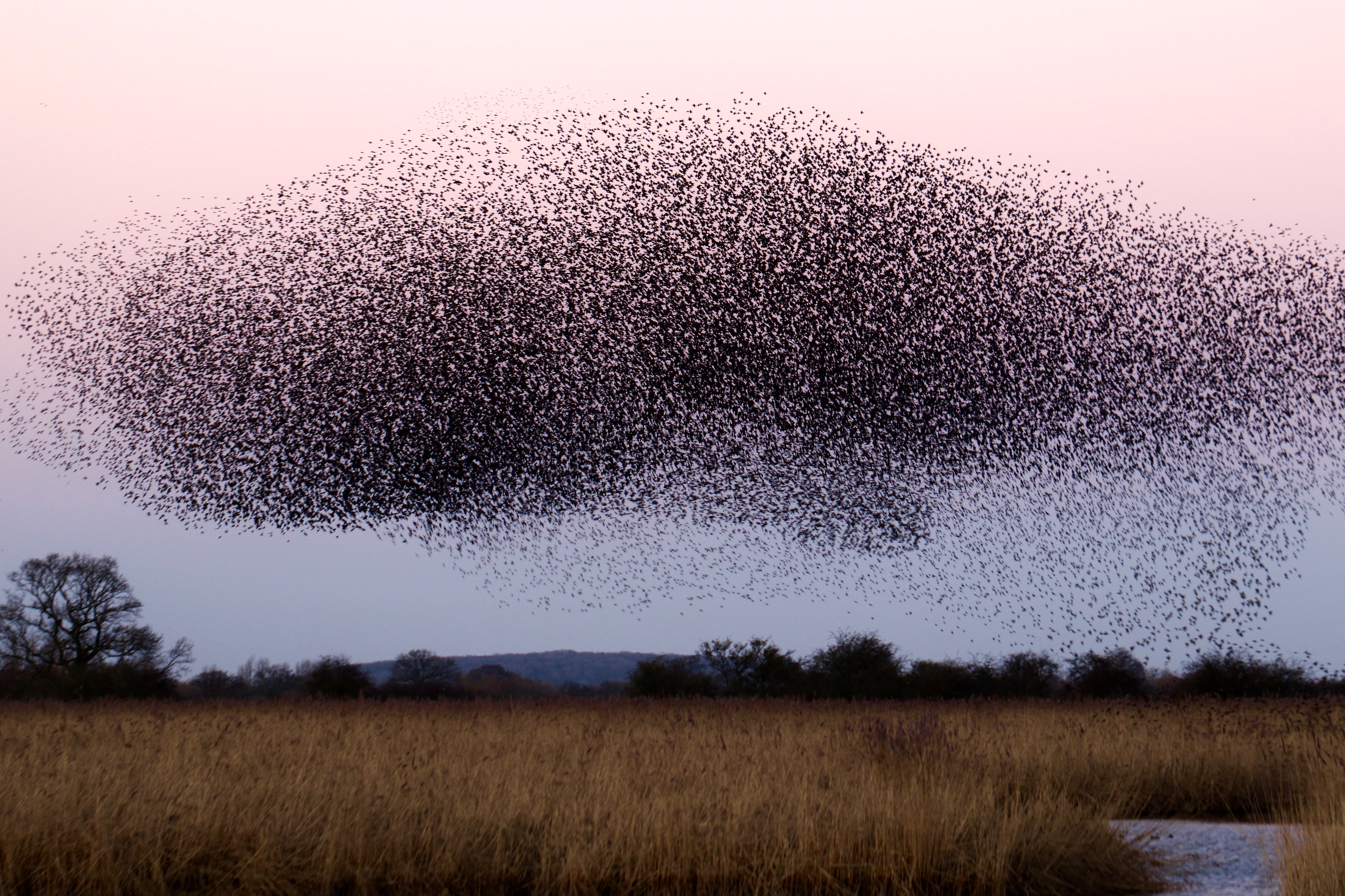 Swarm of birds